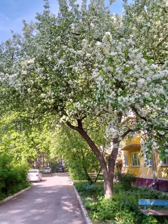3-к кв. Новосибирская область, Новосибирск Академгородок мкр, ул. ... - Фото 1