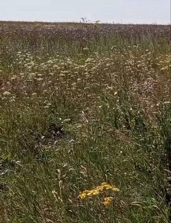 Участок в Татарстан, Пестречинский район, Конское с/пос, с. Конь ул. ... - Фото 1