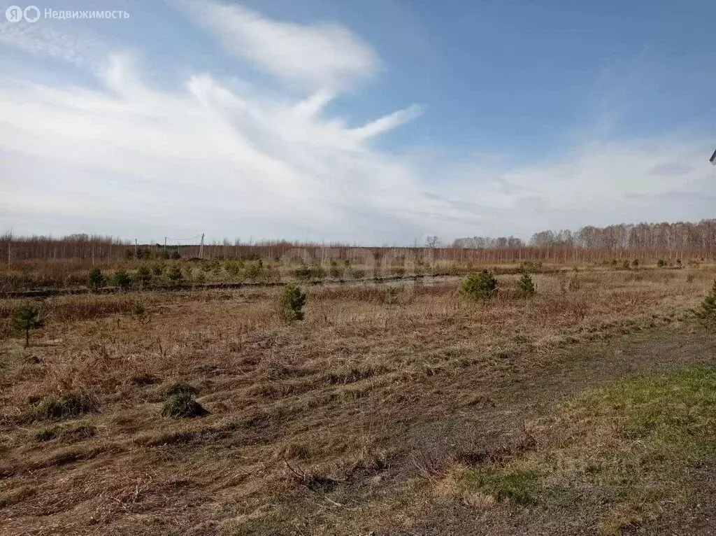 Участок в Тюменская область, Ярковский муниципальный округ, Щетковское ... - Фото 1