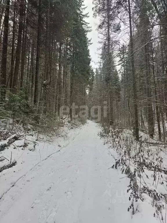 Участок в Пермский край, Добрянский городской округ, д. Залесная  (7.9 ... - Фото 1