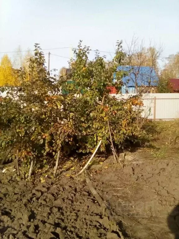 Участок в Новосибирская область, Новосибирский район, Барышевский ... - Фото 2