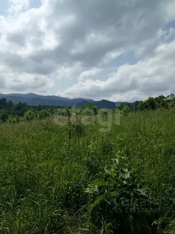 Участок в Алтайский край, Алтайский район, с. Алтайское ул. Зеленая ... - Фото 1