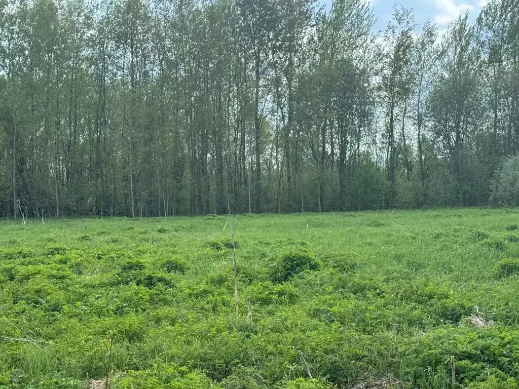 Участок в Московская область, Богородский городской округ, с. ... - Фото 2