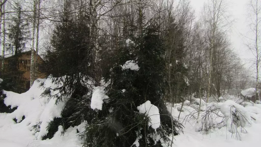 Участок в Московская область, Рузский муниципальный округ, д. Кузянино ... - Фото 1