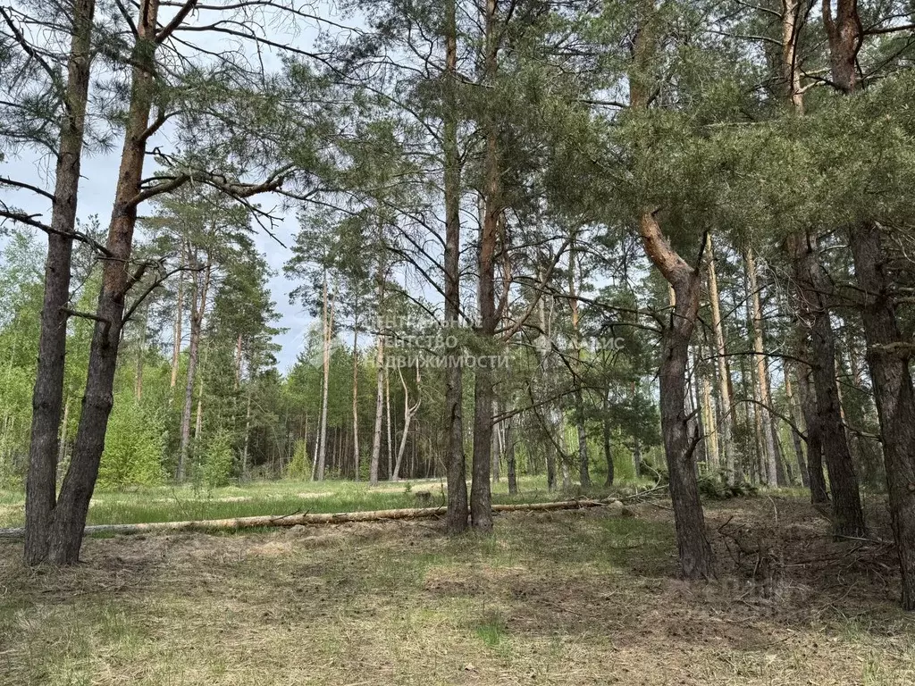 Участок в Рязанская область, Рязанский муниципальный округ, ... - Фото 1