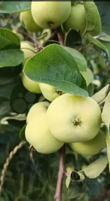 Участок в Свердловская область, Каменск-Уральский № 65 коллективное ... - Фото 2