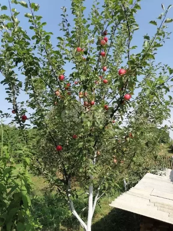 Дом в Псковская область, Невельский муниципальный округ, д. Рудня  (47 ... - Фото 2