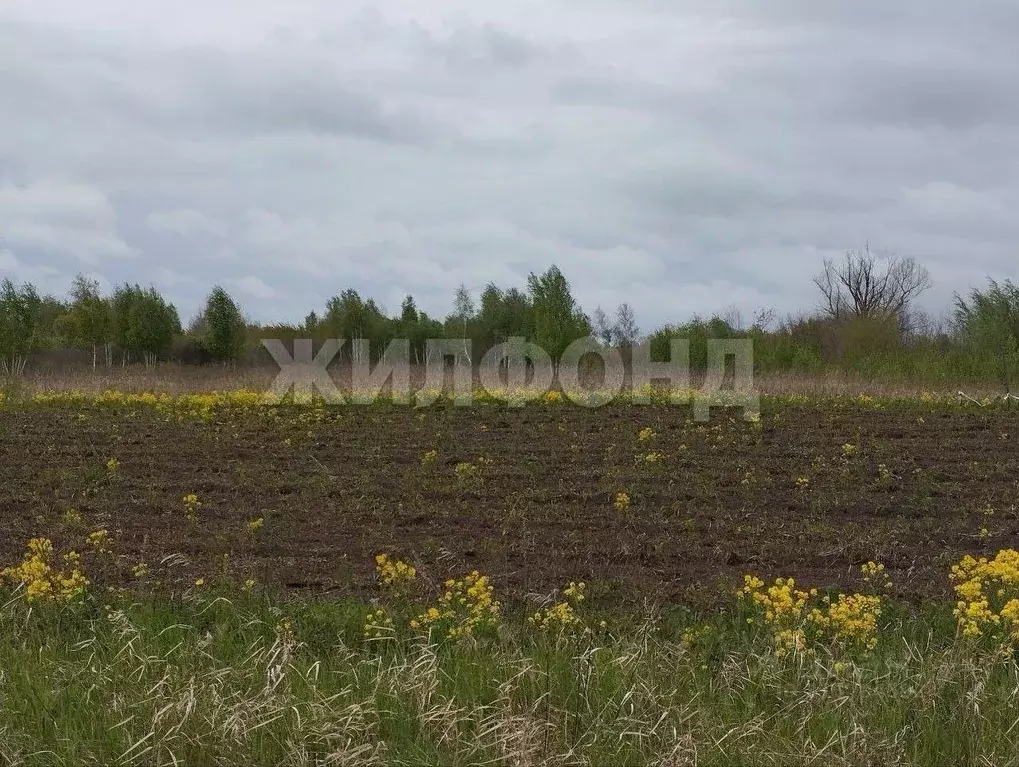 Участок в Новосибирская область, Колыванский район, Пять озер СНТ ... - Фото 1