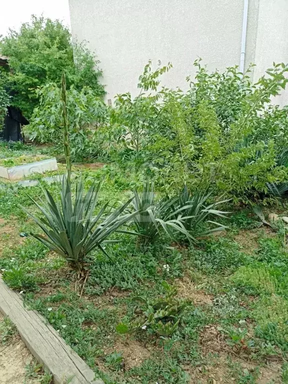 Дом в Севастополь ул. Пилипенко, 22 (36 м) - Фото 2