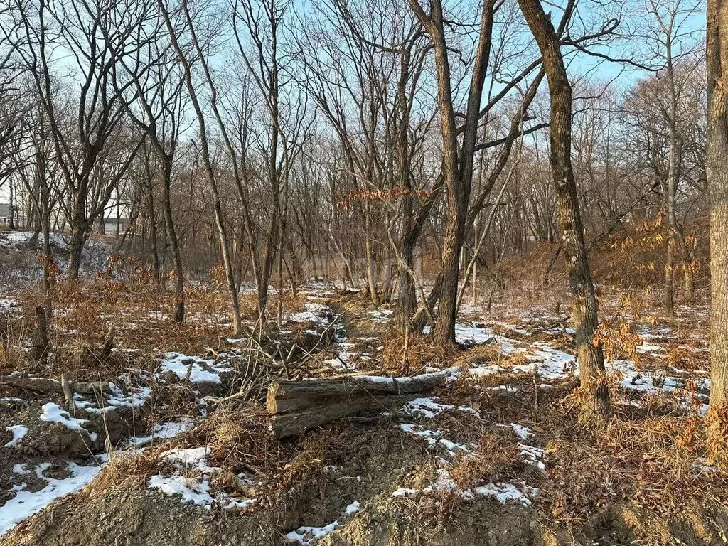 Участок в Приморский край, Надеждинский район, Тавричанское урочище, ... - Фото 1