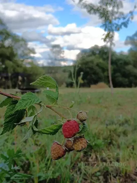 Дом в Калужская область, Тарусский муниципальный округ, Похвиснево ... - Фото 2