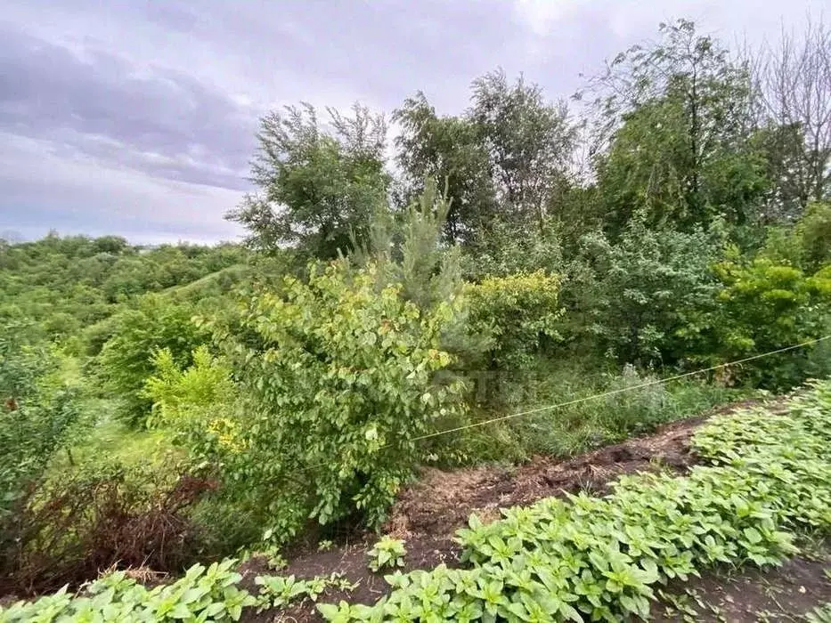 Участок в Воронежская область, Рамонский район, Березовское с/пос, д. ... - Фото 2