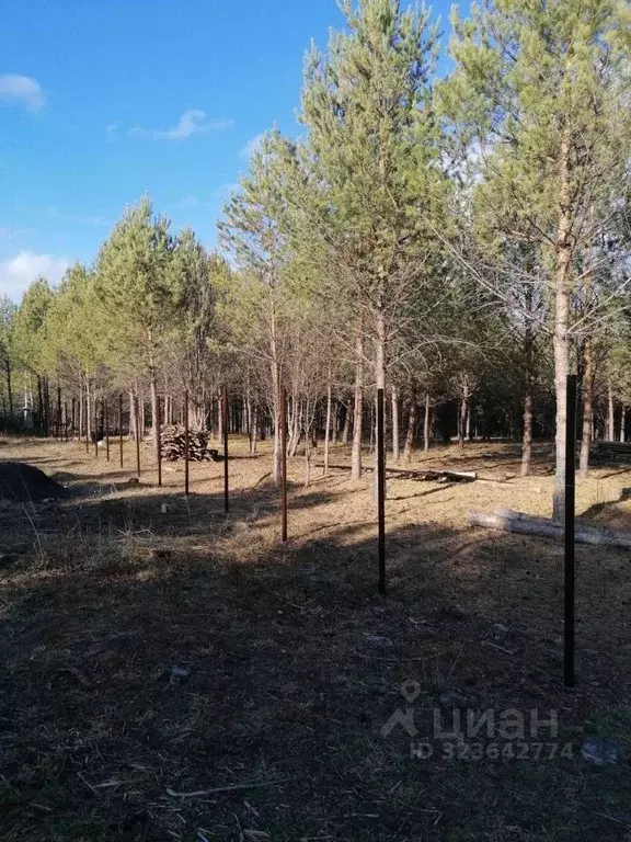 Участок в Алтай, Чемальский район, Аносинское с/пос  (12.0 сот.) - Фото 2