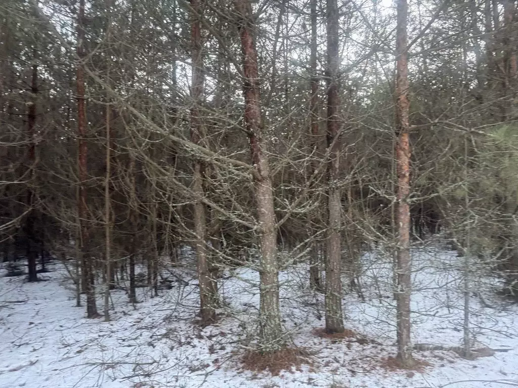 Участок в Московская область, Серпухов городской округ, с. Игумново  ... - Фото 0