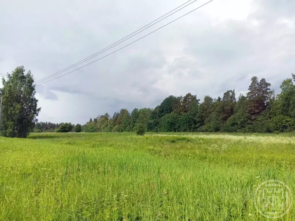 Участок в Ленинградская область, Выборгский район, Красносельское ... - Фото 2