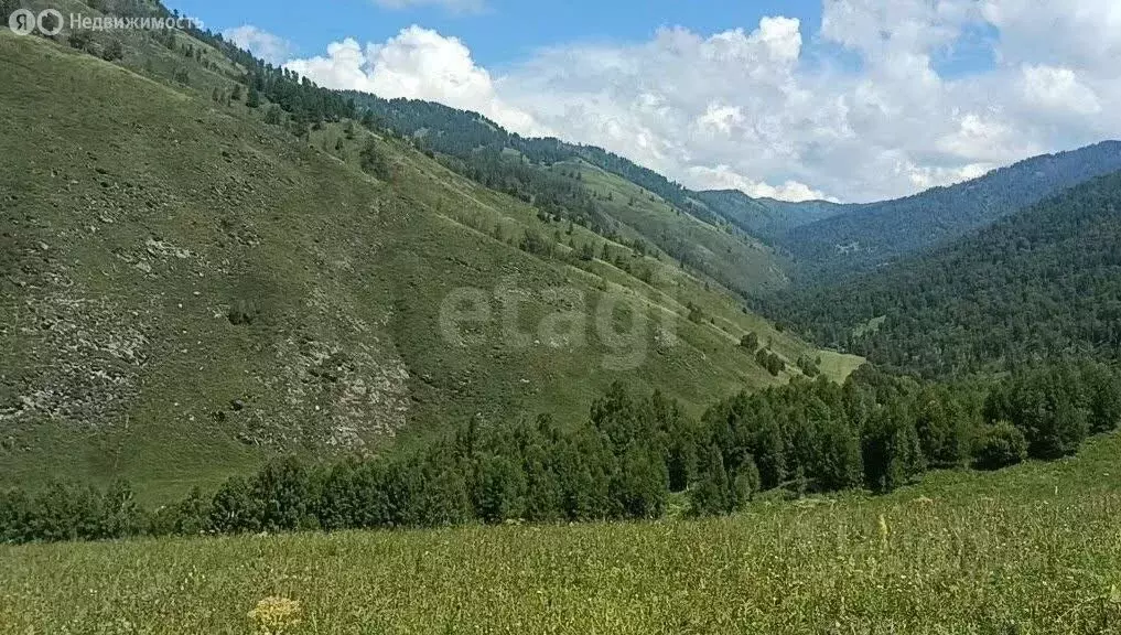 Участок в Чемальский район, село Толгоек (344.8 м) - Фото 1
