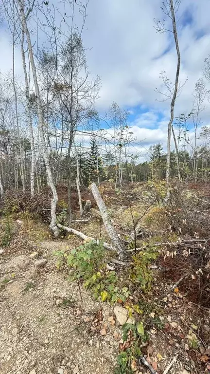 Участок в Сахалинская область, Южно-Сахалинск Ландыш СНТ,  (1000.0 ... - Фото 2