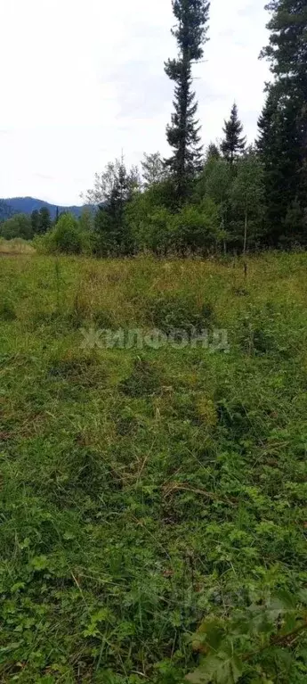 Участок в Алтай, Турочакский район, с. Артыбаш ул. Березовая (23.53 ... - Фото 1