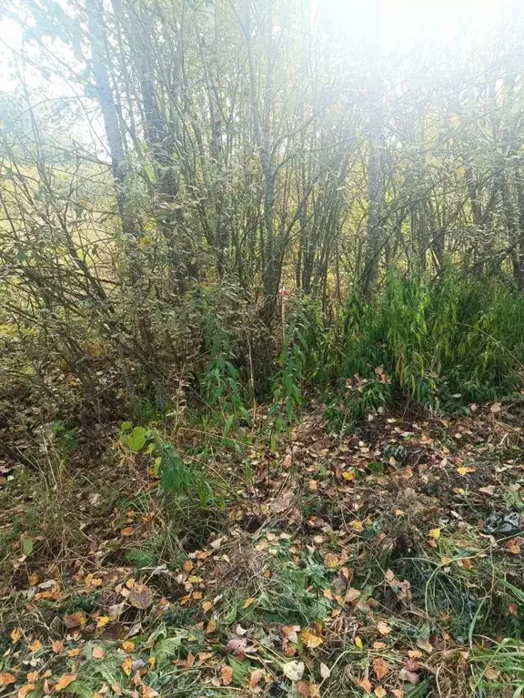 Участок в Новгородская область, Новгородский район, Ермолинское с/пос, ... - Фото 1