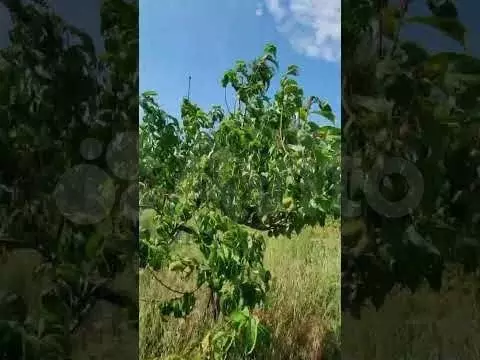 Участок 8,5 сот. (СНТ, ДНП) - Фото 1