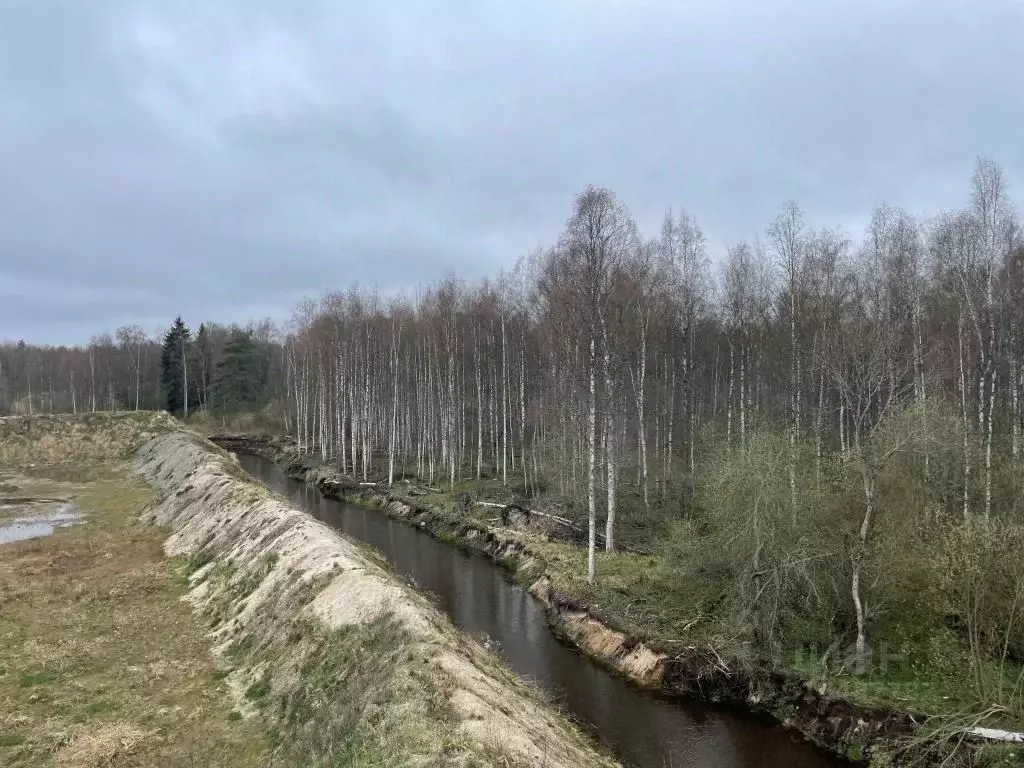 Участок в Ленинградская область, Всеволожский район, Свердловское ... - Фото 1