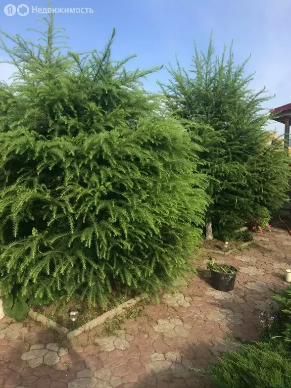 Дом в Смидовичский район, СНТ ЦЭС-2, Ромашковая улица, 9 (50 м) - Фото 1