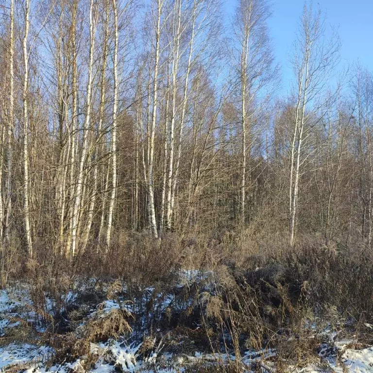 Участок в Московская область, Павлово-Посадский городской округ, д. ... - Фото 1