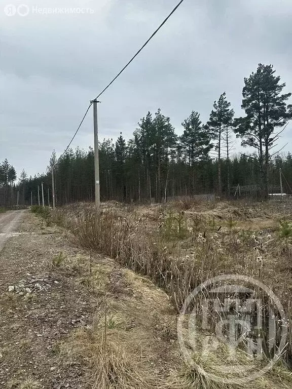 Участок в деревня Коваши, 6 (8.17 м) - Фото 2