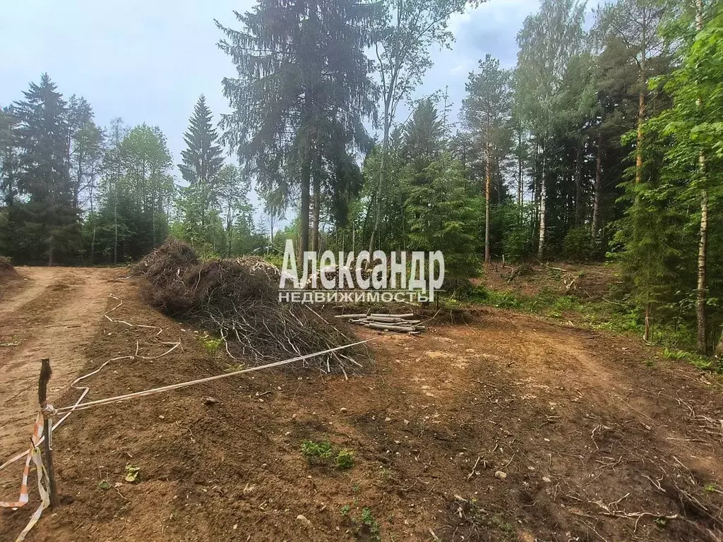 Участок в Ленинградская область, Всеволожский район, Агалатовское ... - Фото 1