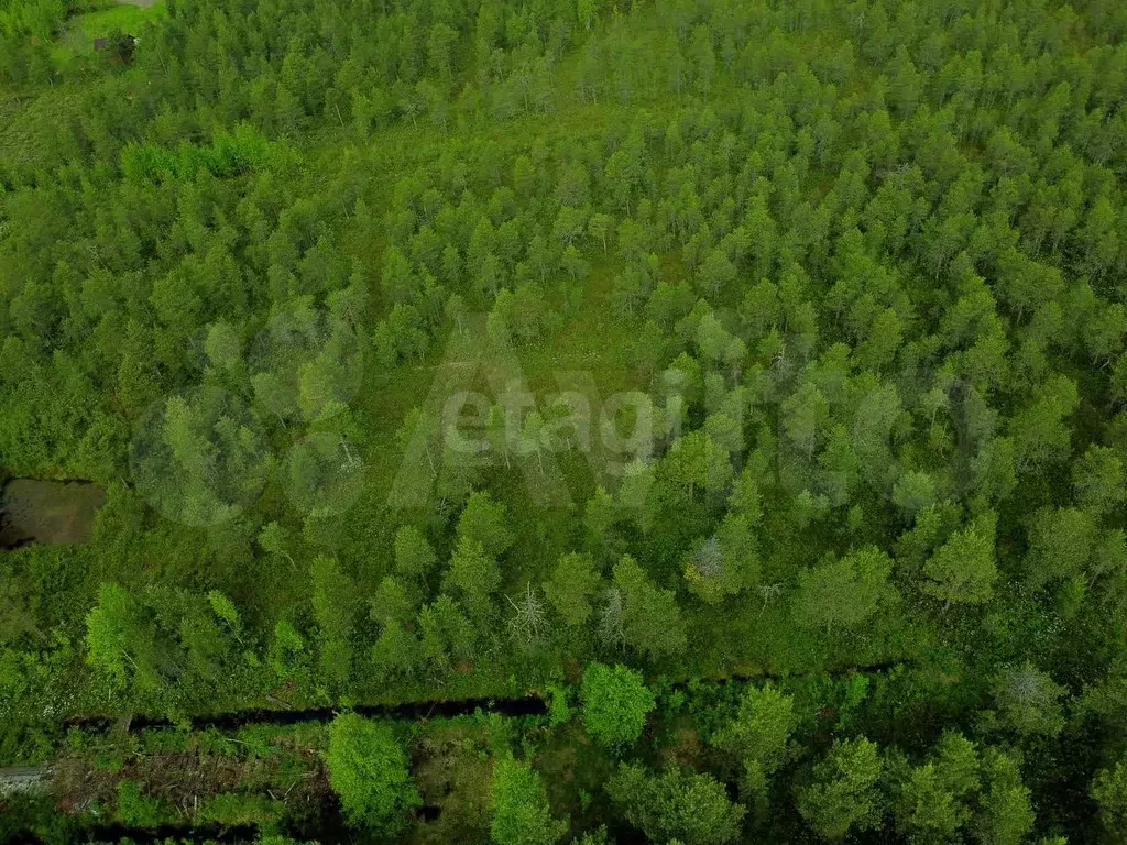 Участок 16 сот. (СНТ, ДНП) - Фото 1
