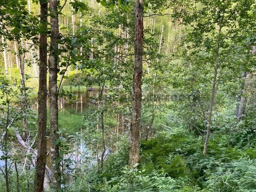 Участок в Ленинградская область, Всеволожский район, Куйвозовское ... - Фото 2