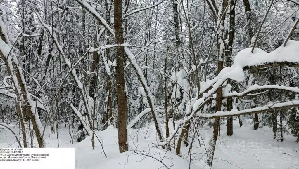 Участок в Московская область, Дмитровский муниципальный округ, Икша ... - Фото 2