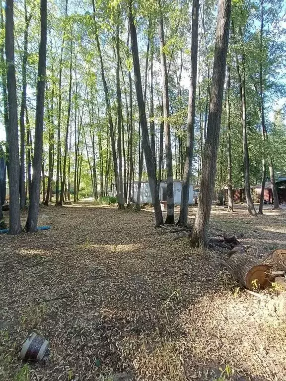 Участок в Татарстан, Лаишевский район, Матюшинское с/пос, Зеленый Бор ... - Фото 1