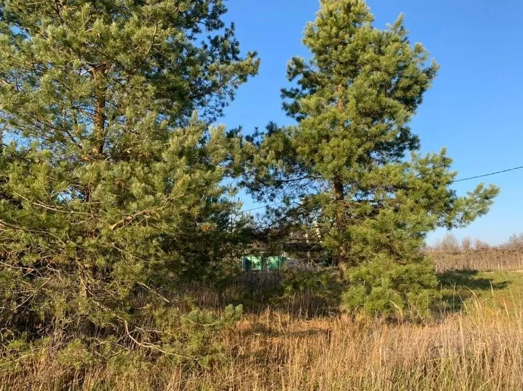 Участок в Ленинградская область, Лужский район, Володарское с/пос, д. ... - Фото 1