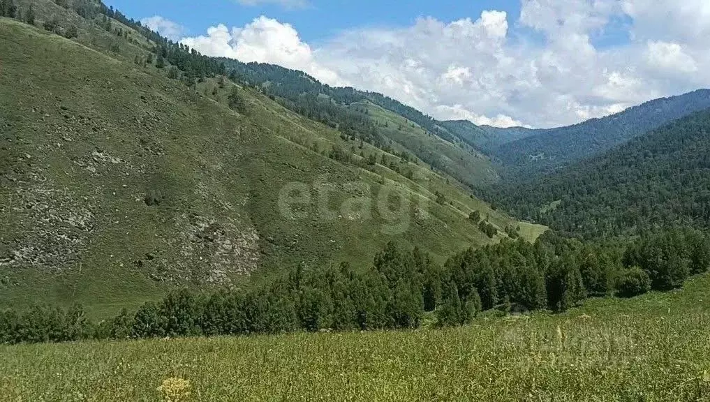 Участок в Алтай, Чемальский район, с. Толгоек  (344.8 сот.) - Фото 2