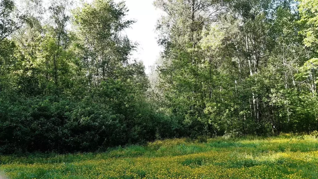 Участок в Владимирская область, Киржачский район, Филипповское ... - Фото 1