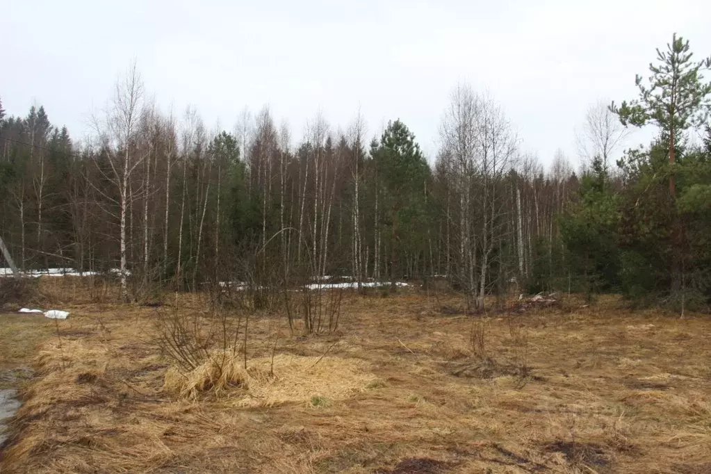 Участок в Московская область, Шаховская муниципальный округ, д. ... - Фото 1