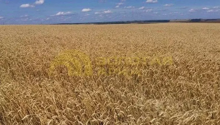 Участок в Краснодарский край, Темрюкский район, пос. Сенной ул. Мира, ... - Фото 2