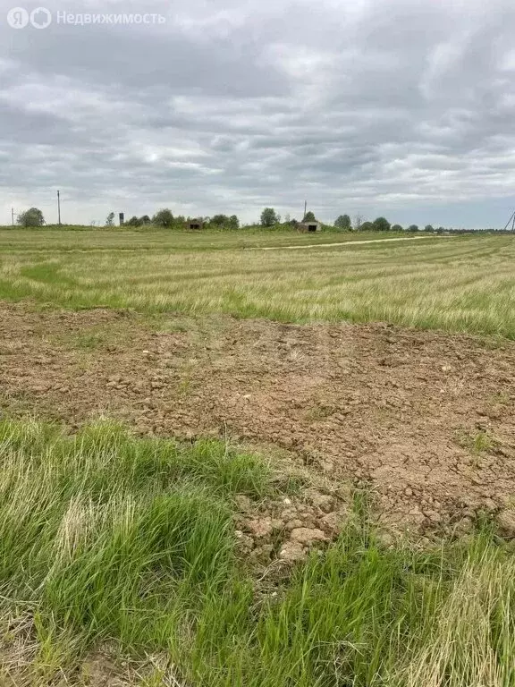 Участок в Волосовский район, Калитинское сельское поселение, КП ... - Фото 1