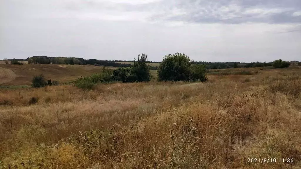 Участок в Воронежская область, Каширский район, Можайское с/пос  ... - Фото 2