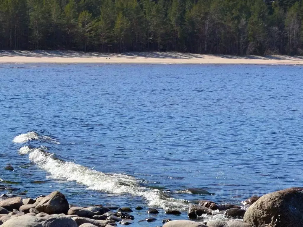 Участок в Ленинградская область, Приозерский район, Ларионовское ... - Фото 1