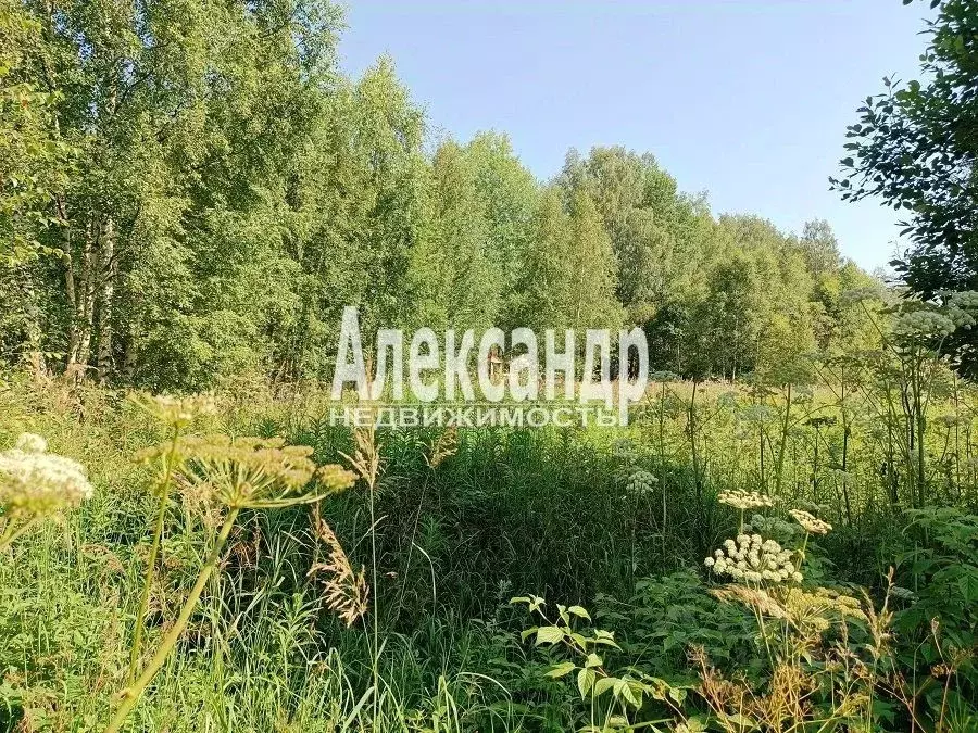 Участок в Ленинградская область, Выборг Сайменский мкр,  (10.0 сот.) - Фото 2