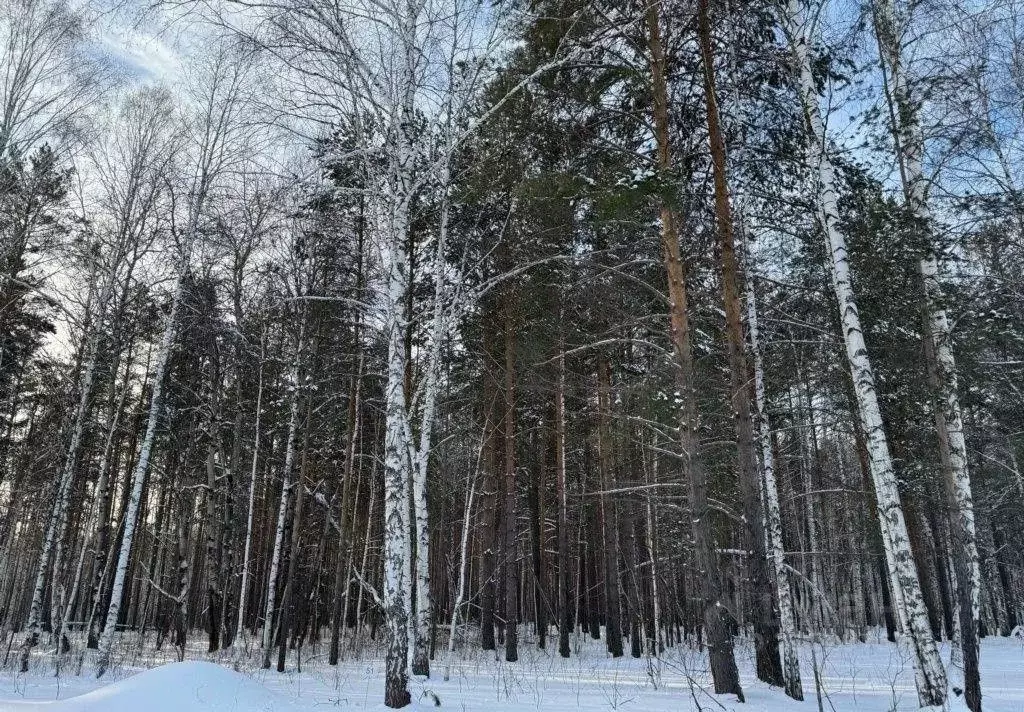 Участок в Свердловская область, Сысертский городской округ, пос. ... - Фото 1