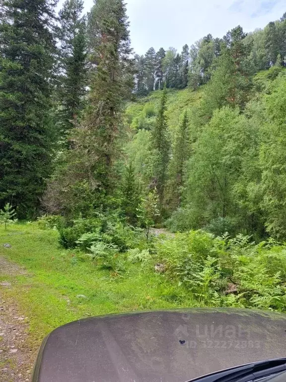 Участок в Алтай, Турочакский район, с. Кебезень  (5.6 сот.) - Фото 2