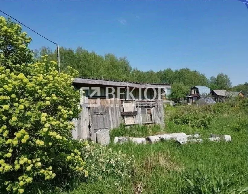 Участок в Костромская область, Кострома Дубки садоводческое ... - Фото 2