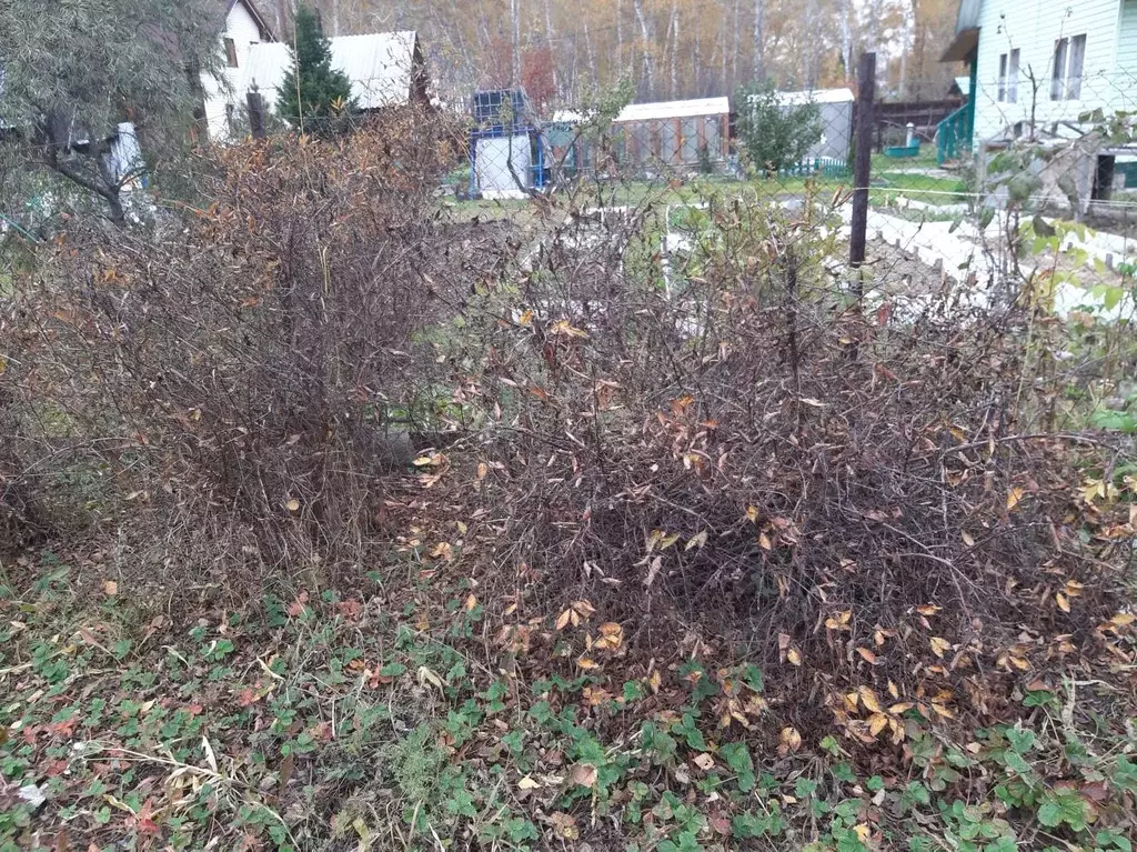 Снт Огонек Новосибирск Купить