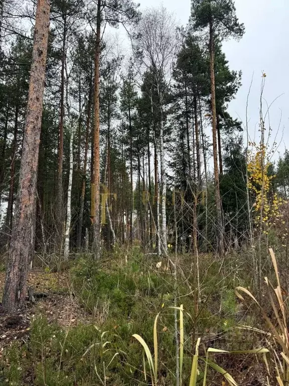 Участок в Ленинградская область, Всеволожский район, Сертоловское ... - Фото 1