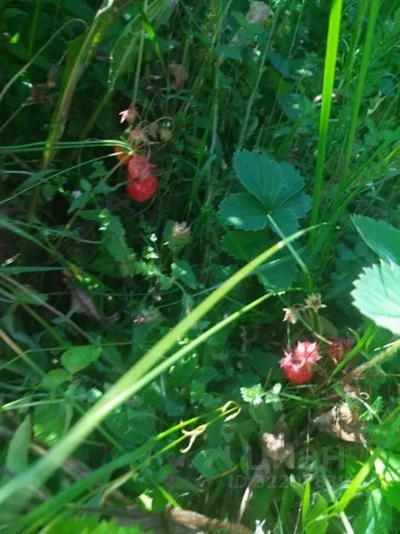 Дом в Иркутская область, Слюдянский район, Новоснежнинское ... - Фото 2