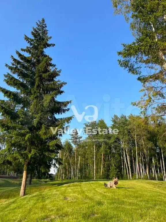 Участок 25 сот. (СНТ, ДНП) - Фото 0