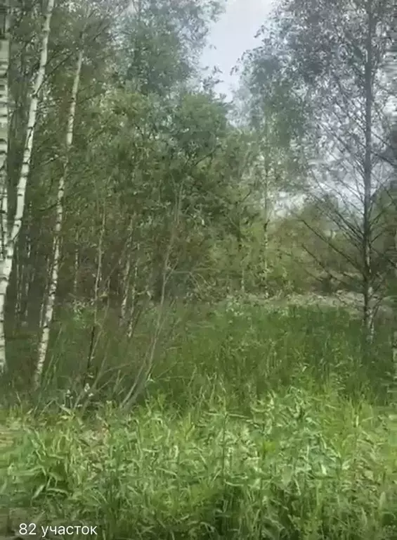 Участок в Тверская область, Конаковский муниципальный округ, Волжские ... - Фото 2